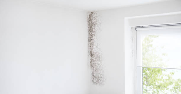 Best Mold-Related Health Consultation  in Halfway House, PA