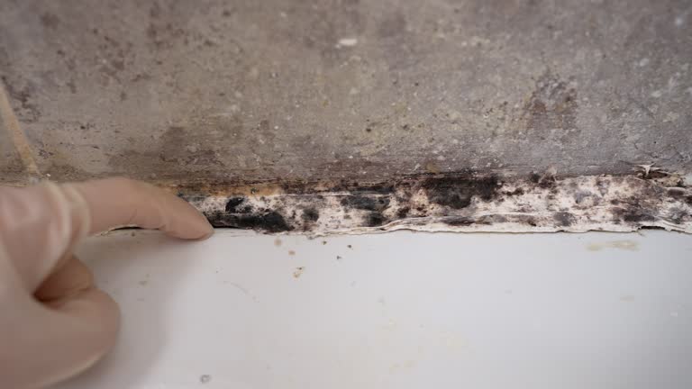 Best Residential Mold Inspection & Testing  in Halfway House, PA